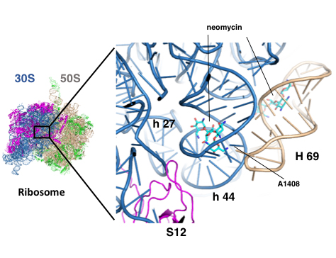 The aminoglycoside neomycin bound to its ribosomal RNA bindings sites.